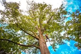 Best Arborist Consultation Services  in Yardville, NJ