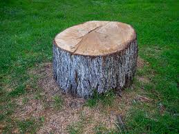 Best Tree Trimming and Pruning  in Yardville, NJ