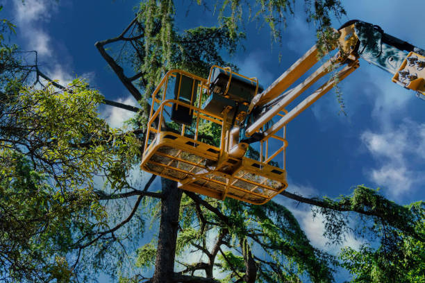 Best Leaf Removal  in Yardville, NJ