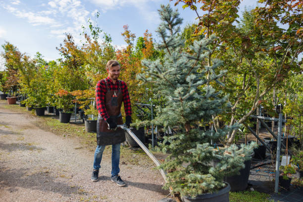 How Our Tree Care Process Works  in  Yardville, NJ